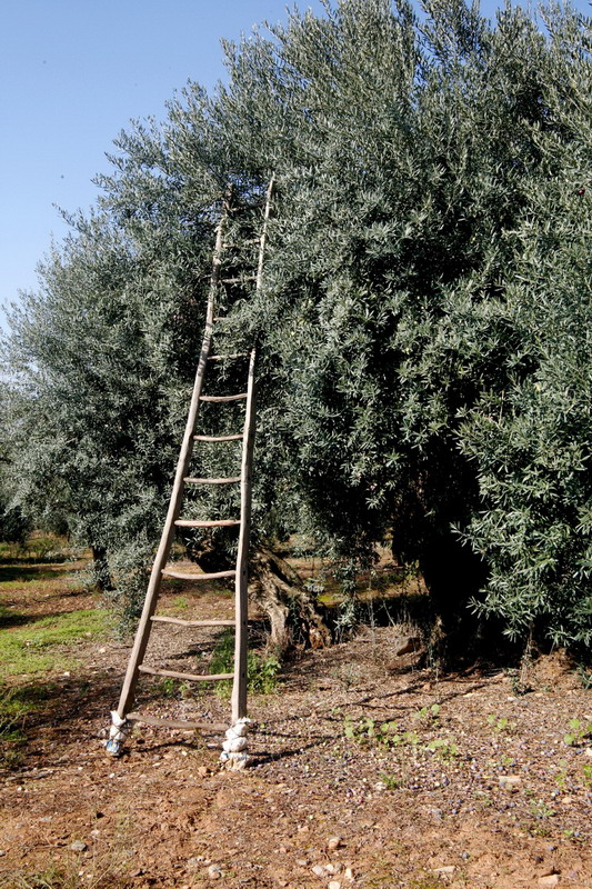 El Consejo Regulador de la DOP Alore�a de M�laga analiza las perspectivas de la pr�xima campa�a naci�n de Origen